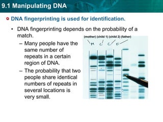 primers bind to each DNA strand on opposite ends of the segment to be copied