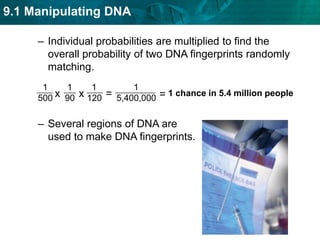 DNA polymerase binds nucleotides together to form new strands of DNA Each PCR cycle doubles the number of DNA molecules.