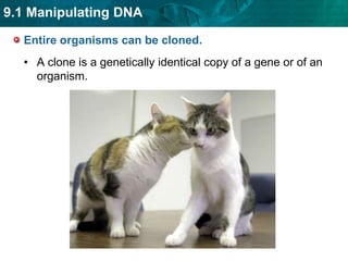 (mother) (child 1) (child 2) (father)DNA fingerprinting is used for identification. DNA fingerprinting depends on the probability of a match.Many people have thesame number ofrepeats in a certainregion of DNA.The probability that two people share identicalnumbers of repeats inseveral locations isvery small.
