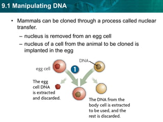 Several regions of DNA are used to make DNA fingerprints.DNA fingerprinting is used in several ways.