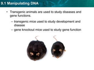 Entire organisms can be cloned.A clone is a genetically identical copy of a gene or of an organism. 