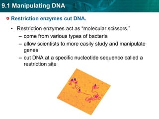 Restriction enzymes cut DNA. Restriction enzymes act as “molecular scissors.” come from various types of bacteriaallow scientists to more easily study and manipulate genescut DNA at a specific nucleotide sequence called a restriction site