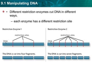 Different restriction enzymes cut DNA in different ways.
