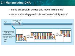 each enzyme has a different restriction sitesome cut straight across and leave “blunt ends”