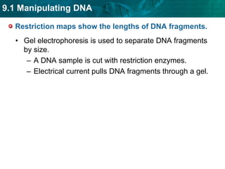 some make staggered cuts and leave “sticky ends”Restriction maps show the lengths of DNA fragments. Gel electrophoresis is used to separate DNA fragments by size.A DNA sample is cut with restriction enzymes.Electrical current pulls DNA fragments through a gel.