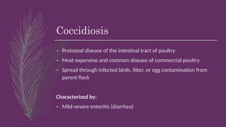 Coccidiosis
– Protozoal disease of the intestinal tract of poultry
– Most expensive and common disease of commercial poultry
– Spread through infected birds, litter, or egg contamination from
parent flock
Characterized by:
– Mild-severe enteritis (diarrhea)
 