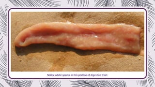 Notice white specks in this portion of digestive tract.
 
