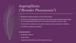 Aspergillosis
(“Brooder Pneumonia”)
– Respiratory disease found in young chicks/poults
– Common mold (Aspergillus fumigatus) that infects birds through infected eggs
on a contaminated breeder farm or through the hatchery, feed, or litter.
– Chronic form usually occurs in adult turkeys and less commonly in chickens.
– No effective treatment available.
Characterized by:
– Respiratory distress
– Acute death
– Typical pearl-like lesions in the lungs and air sacs
 