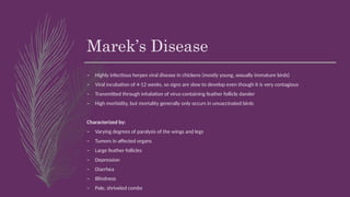 Marek’s Disease
– Highly infectious herpes viral disease in chickens (mostly young, sexually immature birds)
– Viral incubation of 4-12 weeks, so signs are slow to develop even though it is very contagious
– Transmitted through inhalation of virus-containing feather follicle dander
– High morbidity, but mortality generally only occurs in unvaccinated birds
Characterized by:
– Varying degrees of paralysis of the wings and legs
– Tumors in affected organs
– Large feather follicles
– Depression
– Diarrhea
– Blindness
– Pale, shriveled combs
 