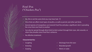 Fowl Pox
(“Chicken Pox”)
– No, this is not the same kind you may have had. 
– Virus that can affect most types of poultry, as well as parrots and other pet birds.
– Several species of mosquitoes can transmit Fowl Pox and play a significant role in spreading
the virus from one frock to another
– Can also be spread through direct bird-to-bird contact through their eyes, skin wounds, or
when they breathe since Fowl Pox is airborne.
– No effective treatment.
Characterized by:
– Coughing
– Sneezing
– Gasping
– Discharge from the eyes
– Retarded growth
– Warts or scabs
 