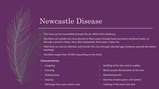 Newcastle Disease
– This virus can be transmitted through the air within short distances.
– Sick birds can transfer the virus directly to flock mates through body secretions and fecal matter, or
through a person’s shoes, tires, dirty equipment, feed sacks, crates, etc.
– Wild birds can also be infected, and transfer the virus through infected eggs (embryos typically die before
hatching)
– Mortality ranges from 10-80% depending on the strain
Characterized by:
– Coughing
– Sneezing
– Shaking head
– Gasping
– Discharge from eyes and/or nose
– Swelling of the face and/or wattles
– Bluish-purple discoloration of the face
– Retarded growth
– Diarrhea (maybe green and watery)
– Twisting of the head and neck
 