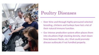 Poultry Diseases
– Over time and through highly-pressured selected
breeding, chickens and turkeys have lost a lot of
their natural immune function.
– Our intense production system often places them
into situations (high stocking density, short down
time between flocks, etc.) that could promote
disease outbreaks if not handled properly.
 