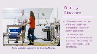 Poultry
Diseases
– Disease outbreaks are one
of the most costly and
preventable situations in
poultry production!
– This makes proper
biosecurity measures all the
more vital – the welfare and
economic impact could be
devastating.
Testing vaccination equipment at the University of Georgia
 