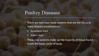 Poultry Diseases
– There are two main body systems that are the focus of
many disease presentations:
1. Respiratory Tract
2. Enteric Tract
– These two systems make up the majority of tissue found
inside the body cavity of birds.
 