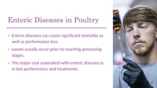 Enteric Diseases in Poultry
– Enteric diseases can cause significant mortality as
well as performance loss.
– Losses usually occur prior to reaching processing
stages.
– The major cost associated with enteric diseases is
in lost performance and treatments.
 