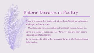 Enteric Diseases in Poultry
– There are many other systems that can be affected by pathogens
leading to a disease state.
– Musculoskeletal, nervous, metabolism (nutritional), immune, tumors, etc.
– Some are easier to recognize (i.e. Marek’s = tumors) than others
(musculoskeletal diseases).
– Some may not be able to be narrowed down at all, like nutritional
deficiencies.
 