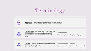 Terminology
Necropsy – an autopsy performed on an animal
Clinical Sign – something indicating the
presence or existence of something
else
Always external
May or may not involve physical injury
Lesion – an injured or diseased spot or
area on/in the body
Anything internal is a lesion
Some external injuries may be lesions as well
 