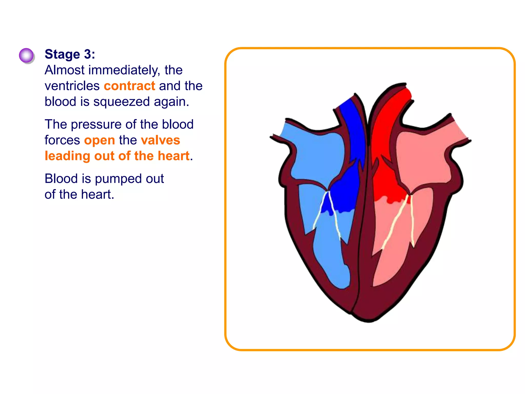 Stage 3:
Almost immediately, the
ventricles contract and the
blood is squeezed again.
The pressure of the blood
forces open the valves
leading out of the heart.
Blood is pumped out
of the heart.
 