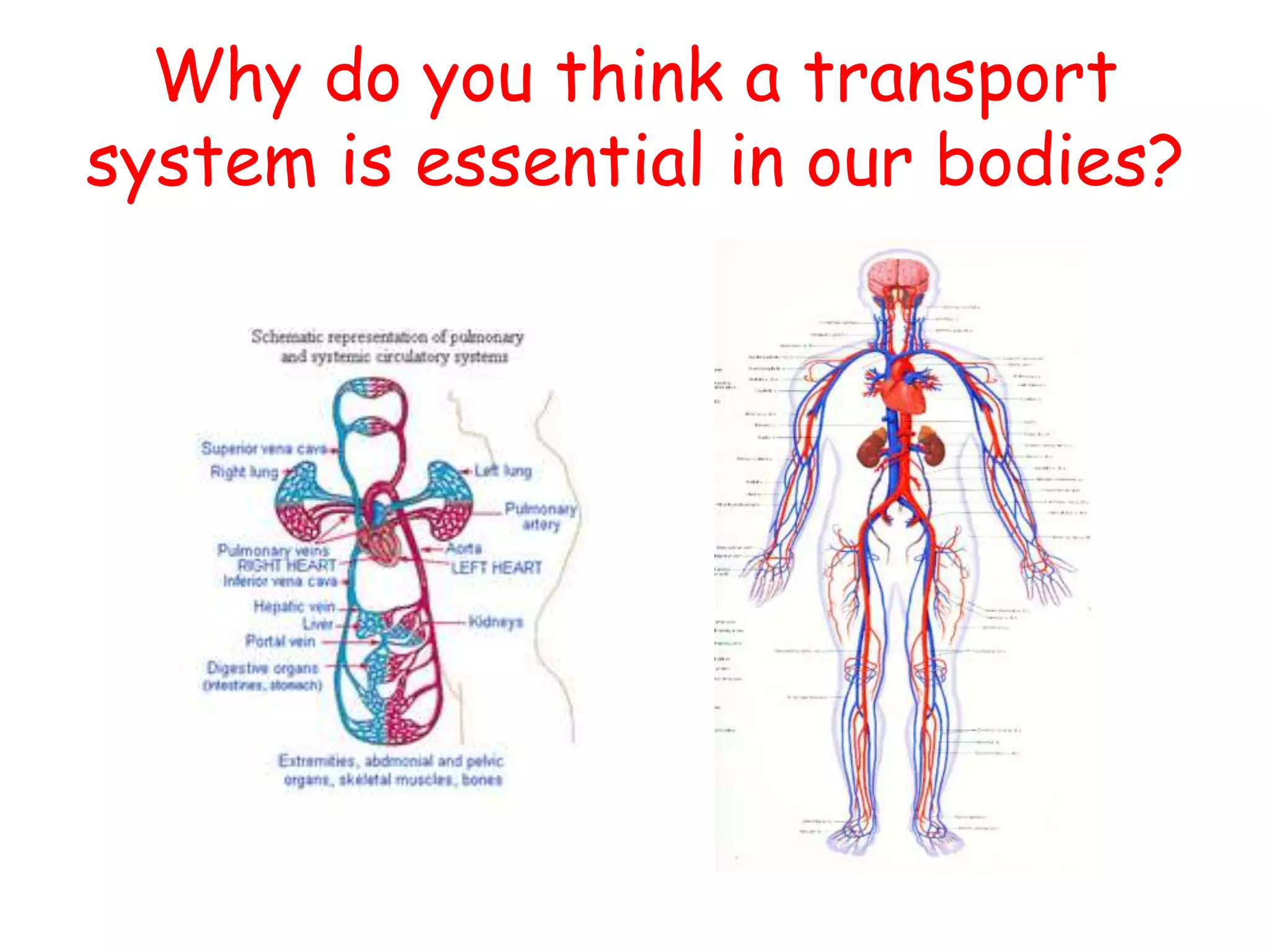 Why do you think a transport
system is essential in our bodies?
 