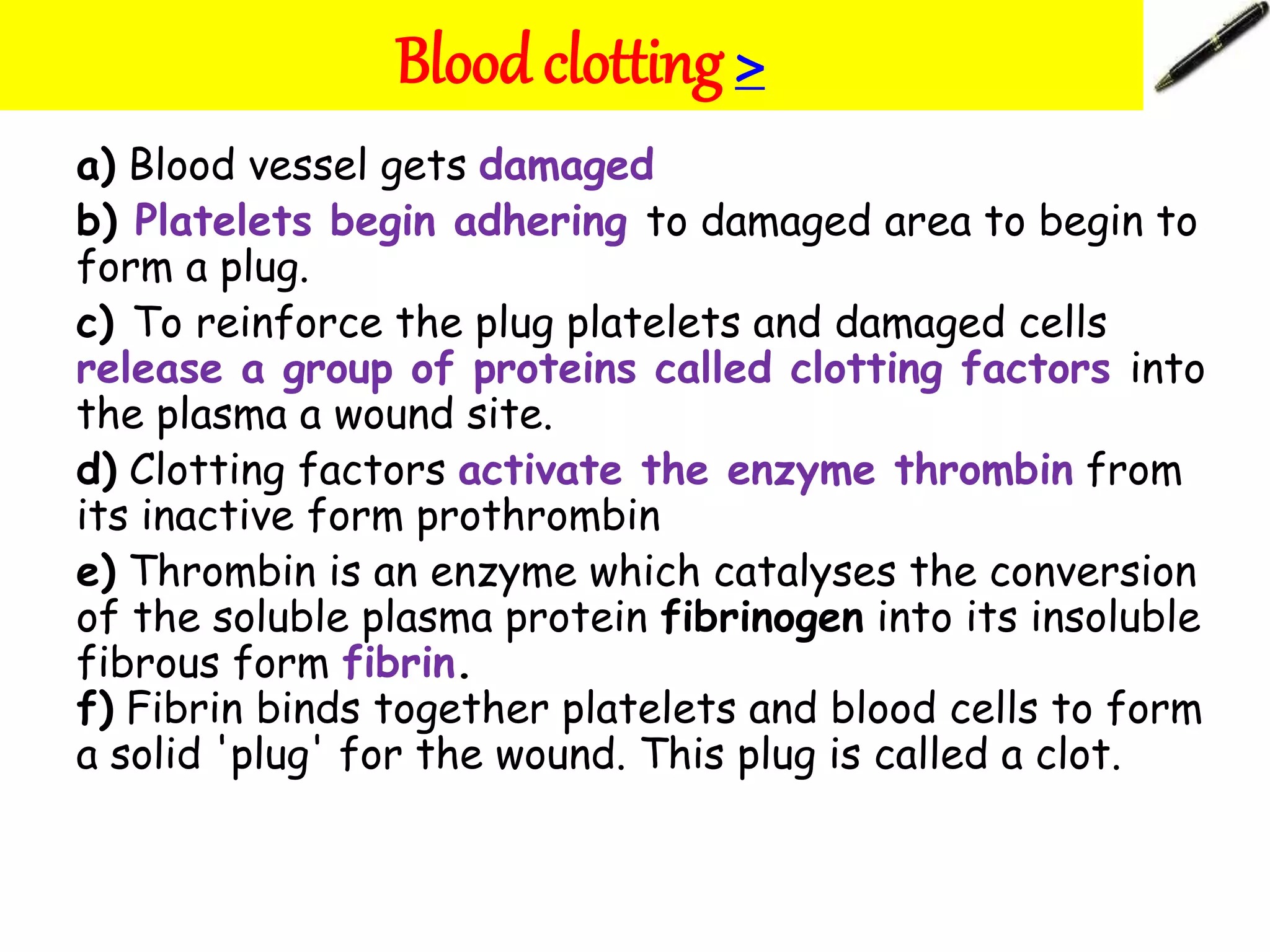 a) Blood vessel gets damaged
b) Platelets begin adhering to damaged area to begin to
form a plug.
c) To reinforce the plug platelets and damaged cells
release a group of proteins called clotting factors into
the plasma a wound site.
d) Clotting factors activate the enzyme thrombin from
its inactive form prothrombin
e) Thrombin is an enzyme which catalyses the conversion
of the soluble plasma protein fibrinogen into its insoluble
fibrous form fibrin.
f) Fibrin binds together platelets and blood cells to form
a solid 'plug' for the wound. This plug is called a clot.
Blood clotting >
 