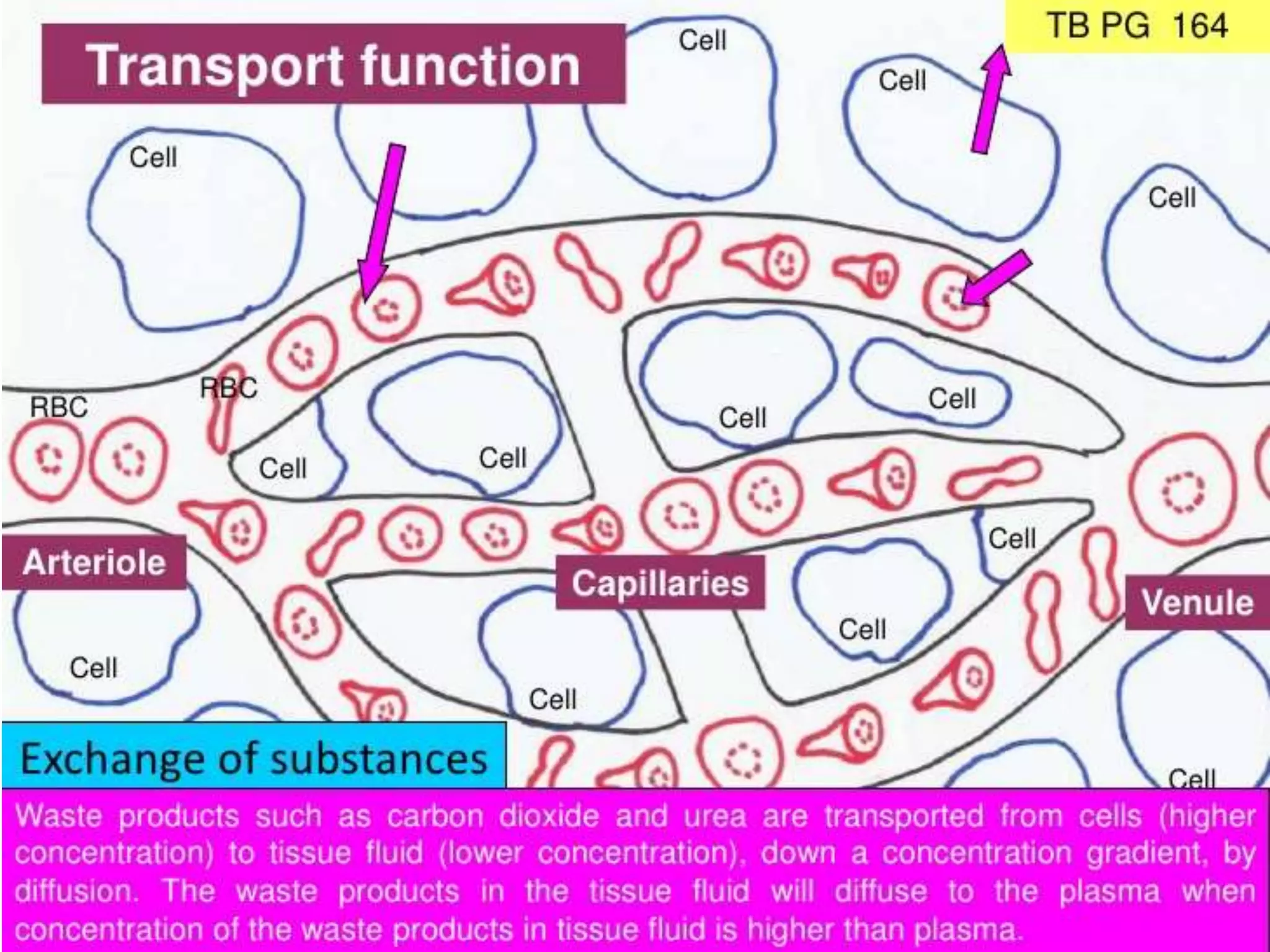 Unit 9   transport in animals