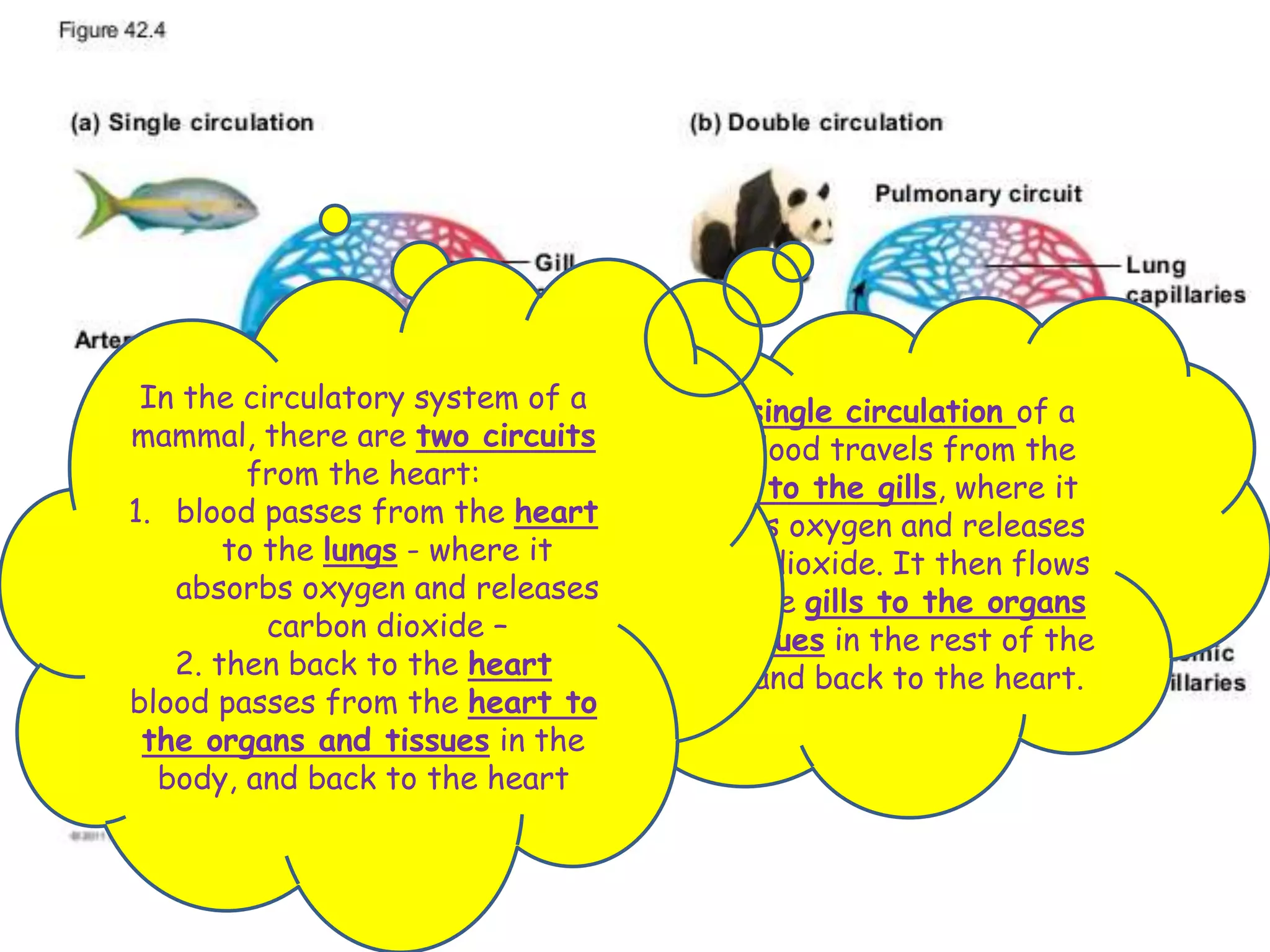 In a single circulation of a
fish blood travels from the
heart to the gills, where it
absorbs oxygen and releases
carbon dioxide. It then flows
from the gills to the organs
and tissues in the rest of the
body, and back to the heart.
In the circulatory system of a
mammal, there are two circuits
from the heart:
1. blood passes from the heart
to the lungs - where it
absorbs oxygen and releases
carbon dioxide –
2. then back to the heart
blood passes from the heart to
the organs and tissues in the
body, and back to the heart
 