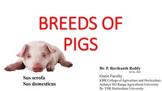 BREEDS OF
PIGS
Sus scrofa
Sus domesticus
Dr. P. Ravikanth Reddy
MVSc, PhD
Guest Faculty
KBR College of Agriculture and Horticulture
Acharya NG Ranga Agricultural University
Dr. YSR Horticulture University
 