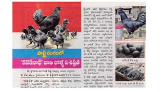 Unit 9 and 10d Swine and Poultry breeds.pptx