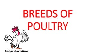 Unit 9 and 10d Swine and Poultry breeds.pptx