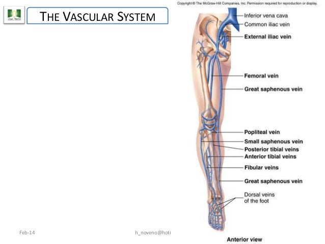 Unit 9 Cardiovascular System