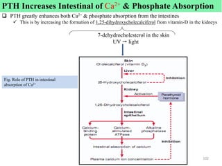  PTH greatly enhances both Ca2+ & phosphate absorption from the intestines
 This is by increasing the formation of 1,25-dihydroxycholecalciferol from vitamin-D in the kidneys
7-dehydrocholesterol in the skin
UV  light
Fig. Role of PTH in intestinal
absorption of Ca2+
102
PTH Increases Intestinal of Ca2+ & Phosphate Absorption
 