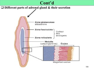 104
Cont’d
 Different parts of adrenal gland & their secretion
Cont’d
 