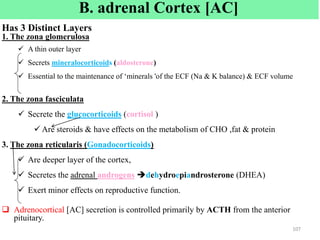 B. adrenal Cortex [AC]
Has 3 Distinct Layers
1. The zona glomerulosa
 A thin outer layer
 Secrets mineralocorticoids (aldosterone)
 Essential to the maintenance of ‘minerals 'of the ECF (Na & K balance) & ECF volume
2. The zona fasciculata
 Secrete the glucocorticoids (cortisol )
 Are steroids & have effects on the metabolism of CHO ,fat & protein
3. The zona reticularis (Gonadocorticoids)
 Are deeper layer of the cortex,
 Secretes the adrenal androgens dehydroepiandrosterone (DHEA)
 Exert minor effects on reproductive function.
 Adrenocortical [AC] secretion is controlled primarily by ACTH from the anterior
pituitary.
107
 