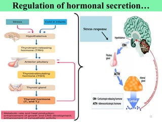 11
Regulation of hormonal secretion…
Stress response
 