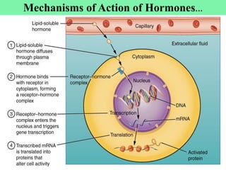 20
Mechanisms of Action of Hormones…
 