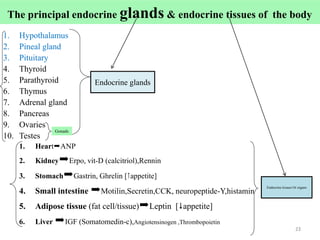 The principal endocrine glands & endocrine tissues of the body
1. Hypothalamus
2. Pineal gland
3. Pituitary
4. Thyroid
5. Parathyroid
6. Thymus
7. Adrenal gland
8. Pancreas
9. Ovaries
10. Testes
1. HeartANP
2. KidneyErpo, vit-D (calcitriol),Rennin
3. StomachGastrin, Ghrelin [appetite]
4. Small intestine Motilin,Secretin,CCK, neuropeptide-Y,histamin
5. Adipose tissue (fat cell/tissue)Leptin [appetite]
6. Liver IGF (Somatomedin-c),Angiotensinogen ,Thrombopoietin
Endocrine tissues Or organs
23
Endocrine glands
23
Gonads
 