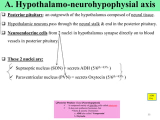 Cont’d
 Posterior pituitary: an outgrowth of the hypothalamus composed of neural tissue.
 Hypothalamic neurons pass through the neural stalk & end in the posterior pituitary.
 Neuroendocrine cells from 2 nuclei in hypothalamus synapse directly on to blood
vessels in posterior pituitary.
 These 2 nuclei are:
 Supraoptic nucleus (SON) = secrets ADH (5/6th =83% )
 Paraventricular nucleus (PVN) = secrets Oxytocin (5/6th =83% )
30
A. Hypothalamo-neurohypophysial axis
Posterior Pituitary Gland [Neurohypophysis]
 Is composed mainly of glial-like cells called pituicytes
 It does not synthesize hormones, but
Store & secrete 2 hormones:
a. ADH also called ‘Vasopressin’
b. Oxytocin
ADH
Oxy
 