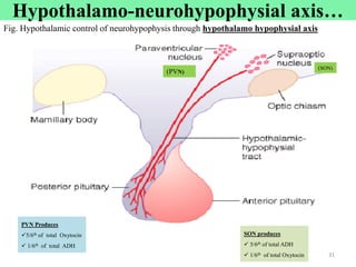 (SON)
(PVN)
SON produces
 5/6th of total ADH
 1/6th of total Oxytocin
PVN Produces
5/6th of total Oxytocin
 1/6th of total ADH
Fig. Hypothalamic control of neurohypophysis through hypothalamo hypophysial axis
Cont’d
31
Hypothalamo-neurohypophysial axis…
 