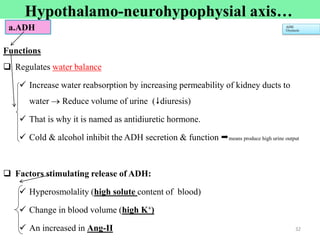 Functions
 Regulates water balance
 Increase water reabsorption by increasing permeability of kidney ducts to
water  Reduce volume of urine (diuresis)
 That is why it is named as antidiuretic hormone.
 Cold & alcohol inhibit the ADH secretion & function means produce high urine output
 Factors stimulating release of ADH:
 Hyperosmolality (high solute content of blood)
 Change in blood volume (high K+)
 An increased in Ang-II 32
ADH
Oxytocin
a.ADH
Hypothalamo-neurohypophysial axis…
 