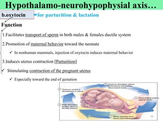 Cont’d
for parturition & lactation
Function
1.Facilitates transport of sperm in both males & females ductile system
2.Promotion of maternal behavior toward the neonate
 In nonhuman mammals, injection of oxytocin induces maternal behavior
3.Induces uterus contraction [Parturition]
 Stimulating contraction of the pregnant uterus
 Especially toward the end of gestation
34
b.oxytocin
Hypothalamo-neurohypophysial axis…
 