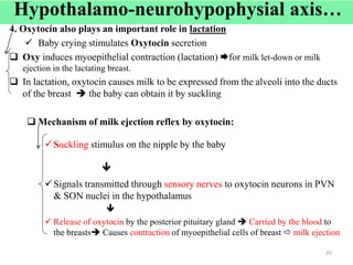 4. Oxytocin also plays an important role in lactation
 Baby crying stimulates Oxytocin secretion
 Oxy induces myoepithelial contraction (lactation) for milk let-down or milk
ejection in the lactating breast.
 In lactation, oxytocin causes milk to be expressed from the alveoli into the ducts
of the breast  the baby can obtain it by suckling
 Mechanism of milk ejection reflex by oxytocin:
Suckling stimulus on the nipple by the baby

Signals transmitted through sensory nerves to oxytocin neurons in PVN
& SON nuclei in the hypothalamus

 Release of oxytocin by the posterior pituitary gland  Carried by the blood to
the breasts Causes contraction of myoepithelial cells of breast  milk ejection
35
Hypothalamo-neurohypophysial axis…
 