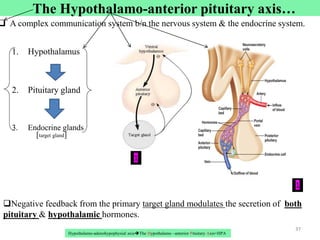 The Hypothalamo-anterior pituitary axis…
 A complex communication system b/n the nervous system & the endocrine system.
1. Hypothalamus
2. Pituitary gland
3. Endocrine glands
37
Negative feedback from the primary target gland modulates the secretion of both
pituitary & hypothalamic hormones.
37
1
Hypothalamo-adenohypophysial axisThe Hypothalamo –anterior Pituitary Axis=HPA
[target gland]
1
 