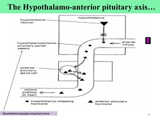 Hypothalamo-hypophyseal portal system 39
39
Cont’d
3
The Hypothalamo-anterior pituitary axis…
 
