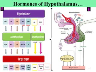 Cont’d
PIH GHIH
PRH
(GHIH) (-)
(PIH) (-)
ADH Oxy
42
Uterus
6 7
Hormones of Hypothalamus…
 
