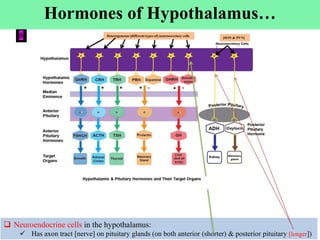 Cont’d
 Neuroendocrine cells in the hypothalamus:
 Has axon tract [nerve] on pituitary glands (on both anterior (shorter) & posterior pituitary [longer])
8
Hormones of Hypothalamus…
[SON & PVN]
Heterogeneous [different types of] neurosecretory cells
 