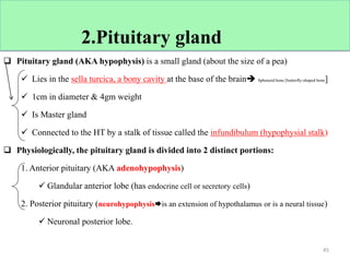  Location
 Pituitary gland (AKA hypophysis) is a small gland (about the size of a pea)
 Lies in the sella turcica, a bony cavity at the base of the brain Sphenoid bone [butterfly-shaped bone]
 1cm in diameter & 4gm weight
 Is Master gland
 Connected to the HT by a stalk of tissue called the infundibulum (hypophysial stalk)
 Physiologically, the pituitary gland is divided into 2 distinct portions:
1. Anterior pituitary (AKA adenohypophysis)
 Glandular anterior lobe (has endocrine cell or secretory cells)
2. Posterior pituitary (neurohypophysisis an extension of hypothalamus or is a neural tissue)
 Neuronal posterior lobe.
45
2.Pituitary gland
 