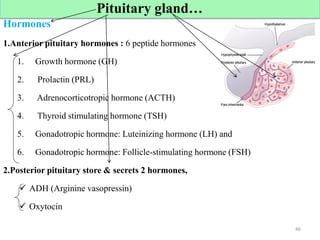 Cont’d
Hormones
1.Anterior pituitary hormones : 6 peptide hormones
1. Growth hormone (GH)
2. Prolactin (PRL)
3. Adrenocorticotropic hormone (ACTH)
4. Thyroid stimulating hormone (TSH)
5. Gonadotropic hormone: Luteinizing hormone (LH) and
6. Gonadotropic hormone: Follicle-stimulating hormone (FSH)
2.Posterior pituitary store & secrets 2 hormones,
 ADH (Arginine vasopressin)
 Oxytocin
46
Pituitary gland…
 