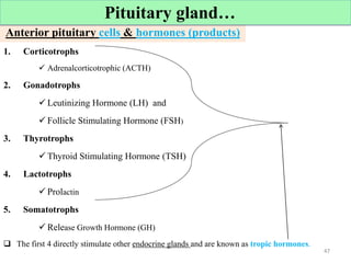 Anterior pituitary cells & hormones (products)
1. Corticotrophs
 Adrenalcorticotrophic (ACTH)
2. Gonadotrophs
 Leutinizing Hormone (LH) and
 Follicle Stimulating Hormone (FSH)
3. Thyrotrophs
 Thyroid Stimulating Hormone (TSH)
4. Lactotrophs
 Prolactin
5. Somatotrophs
 Release Growth Hormone (GH)
 The first 4 directly stimulate other endocrine glands and are known as tropic hormones.
47
Cont’d
47
Pituitary gland…
 