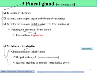 3.Pineal gland [Also called epiphysis]
 Is located in the brain
 A small, cone-shaped organ in the brain of vertebrates
 Secretes the hormone melatonin (derived from serotonin)
 Serotonin is precursor for melatonin
 Formed from tryptophan
 Melatonin is involved in:
 Circadian rhythm (biorhythms)
Sleep & wake cycle [body clock = biological clock]
Seasonal breeding of animals (reproductive cycle)
58
Serotoninmelatonin
Pineal gland  Is a tiny gland in the midbrain. It regulates mating behaviors & day-night cycles.
Pineal gland circadian rhythm & sleep induction. In animals it is known to play a major role in sexual development & seasonal breeding.
 