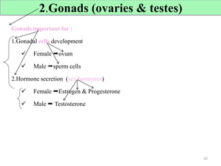 2.Gonads (ovaries & testes)
Gonads important for :
1.Gonadal cells development
 Female ovum
 Male sperm cells
2.Hormone secretion (sex hormones)
 Female Estrogen & Progesterone
 Male  Testosterone
62
 